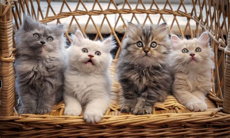 Free cats - All cats or kittens MUST BE FREE in this group. NO FEES OF ANY KIND. Members can look for adoption, members can give away their cat if it does not fit with their family any longer, or members …